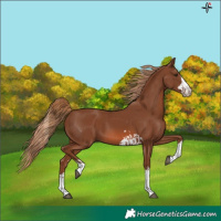 Horse Color:Chestnut and Chestnut