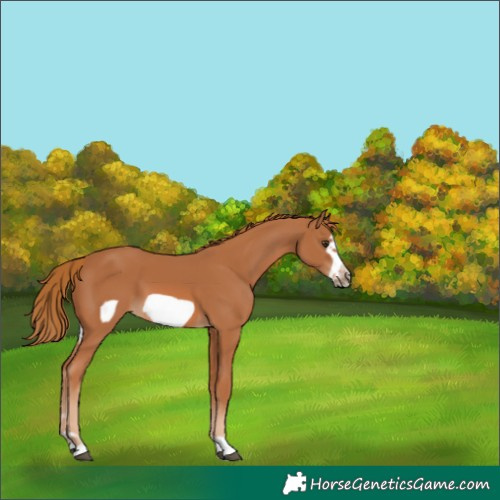 Horse Color:Chestnut Frame
