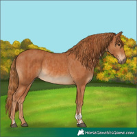Horse Color:Chestnut and Chestnut Rabicano