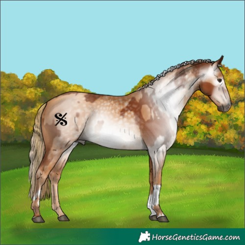 Horse Color:Gray Chestnut  and Gray Gold Champagne 