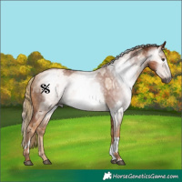 Horse Color:Gray Chestnut  and Gray Gold Champagne 