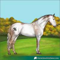 Horse Color:Gray Chestnut and Gray Gold Champagne