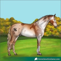 Horse Color:Gray Chestnut  and Gray Gold Champagne 