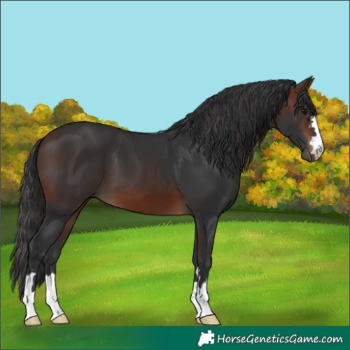 Horse Color:Brown 