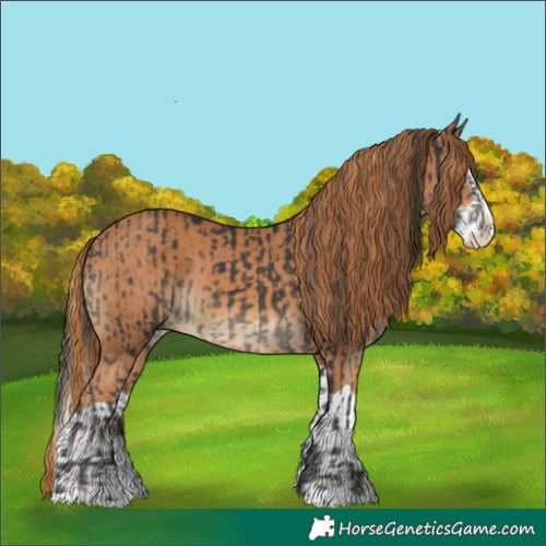 Horse Color:Black Splash and Chestnut Splash