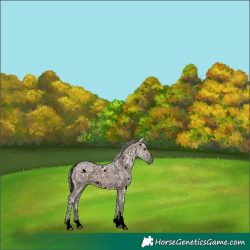 Horse Color:Void White Spotted Silver Brown Ice Dun Tobiano Rabicano 