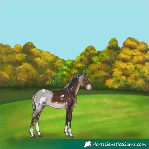 Horse Color:White Spotted Silver Brown Mushroom