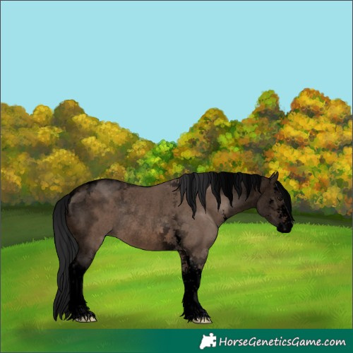 Horse Color:Void Brown Dun Sabino Tobiano Rabicano 