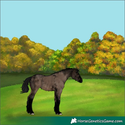 Horse Color:Void Brown Dun Sabino Tobiano Rabicano 