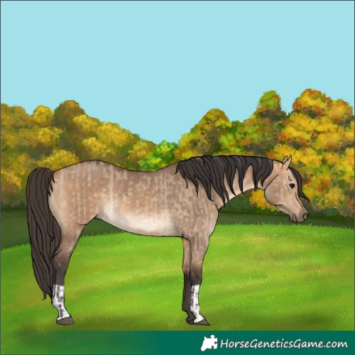 Horse Color:Bay Dun  and Bay Dun 