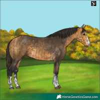 Horse Color:Bay  and Buckskin 