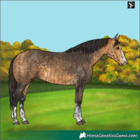 Horse Color:Bay and Buckskin