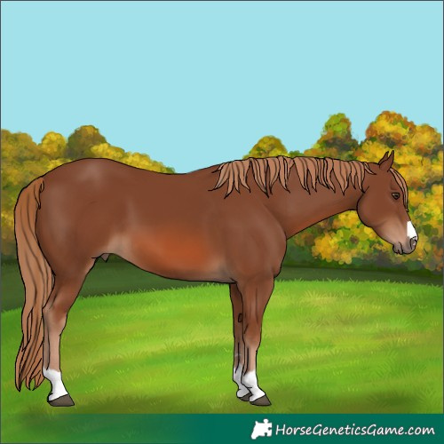 Horse Color:Chestnut 