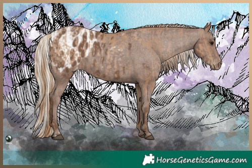 Horse Color:Black Pearl  and Silver Black Appaloosa 
