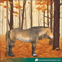 Horse Color:Silver Buckskin and Buckskin Appaloosa