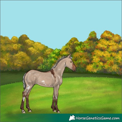 Horse Color:White Spotted Silver Brown Dun Rabicano 