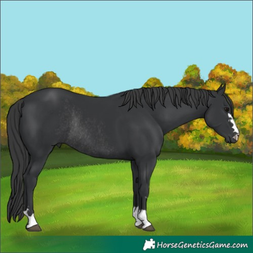 Horse Color:Black Rabicano 