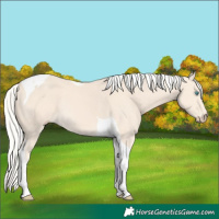 Horse Color:Cremello Tobiano 