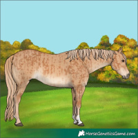 Horse Color:Chestnut  and Red Dun 