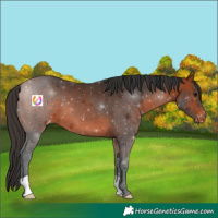 Horse Color:Bay Varnish 