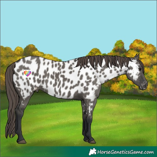 Horse Color:Grullo Appaloosa 
