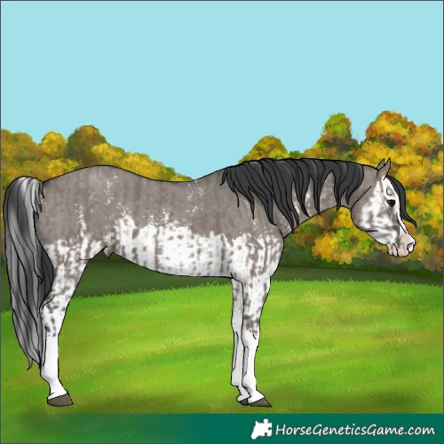 Horse Color:Grullo Sabino Splash  and Grullo Sabino Splash 