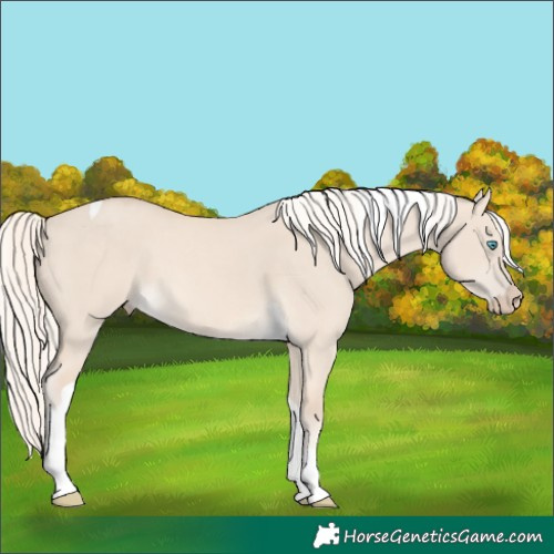 Horse Color:Cremello Dun Tobiano 