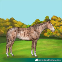 Horse Color:Liver Chestnut Mushroom  and Gold Champagne 