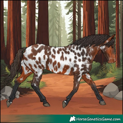 Horse Color:Bay Near Leopard 