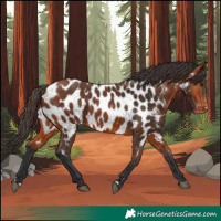 Horse Color:Bay Appaloosa