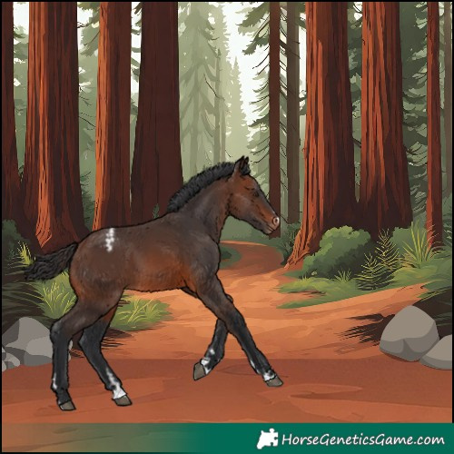 Horse Color:Brown Varnish 
