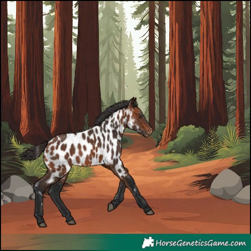 Horse Color:Bay Near Leopard 