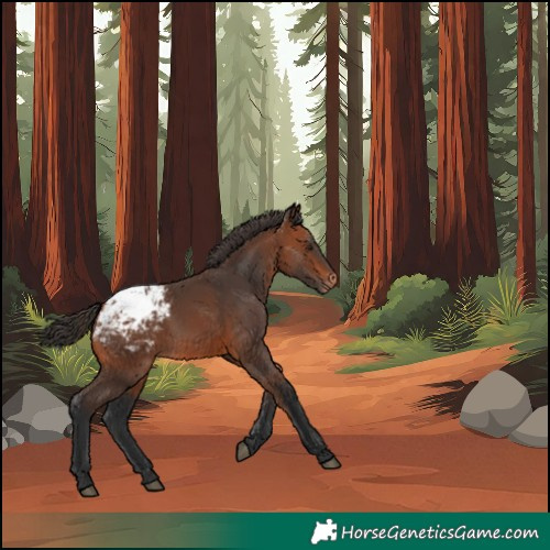 Horse Color:Bay Blanket 