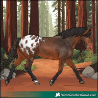 Horse Color:Bay Appaloosa 