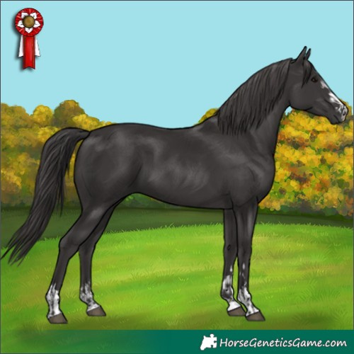 Horse Color:Smoky Black and Smoky Black