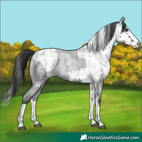 Horse Color:Blue Roan Sabino Splash  and Blue Roan Sabino Splash Appaloosa 
