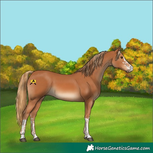 Horse Color:Chestnut  and Chestnut 