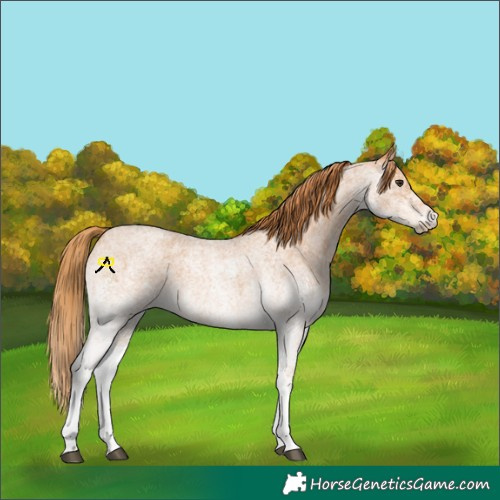 Horse Color:White Spotted Red Roan 