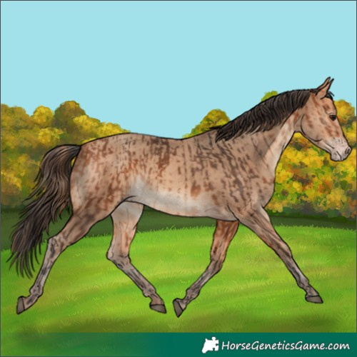 Horse Color:Bay and Amber Champagne