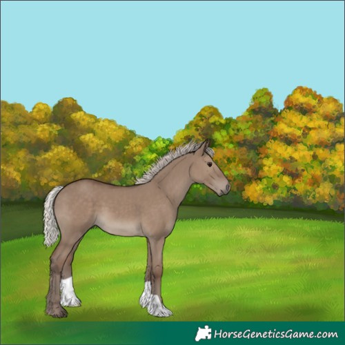 Horse Color:Silver Grullo 