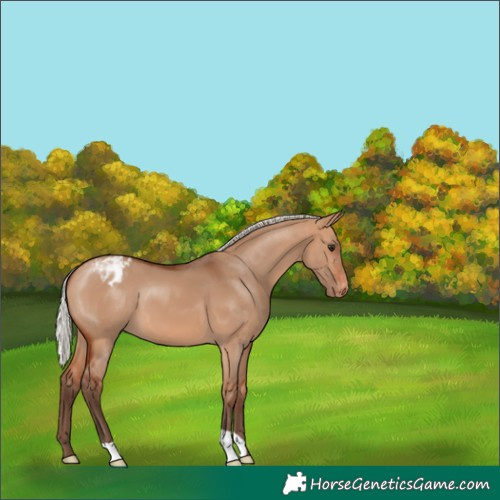 Horse Color:Silver Bay Dun Appaloosa 