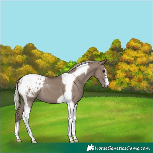 Horse Color:Silver Grullo Tobiano Appaloosa