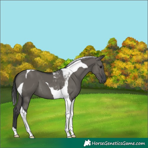 Horse Color:Grullo Tobiano 