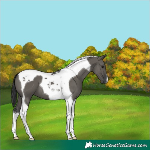 Horse Color:Grullo Tobiano 