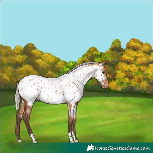 Horse Color:Silver Bay Dun Appaloosa