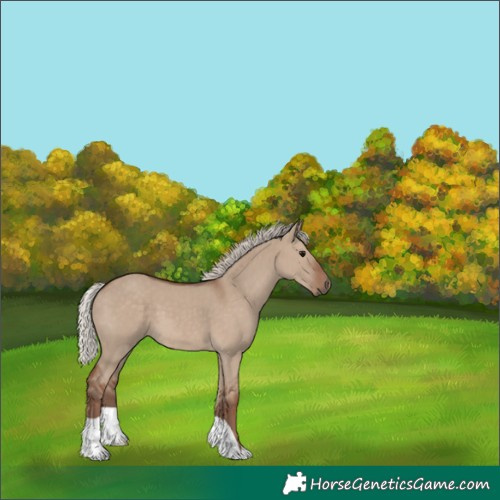 Horse Color:Silver Grullo 
