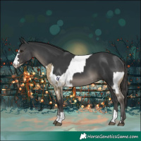 Horse Color:Buckskin Dun Appaloosa and Black