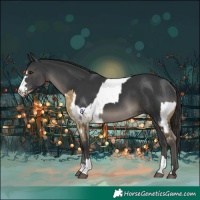 Horse Color:Buckskin Dun Appaloosa and Black