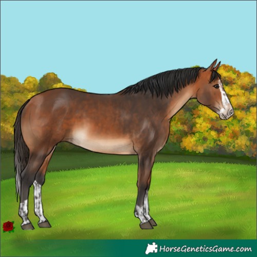 Horse Color:Bay  and Bay Splash 