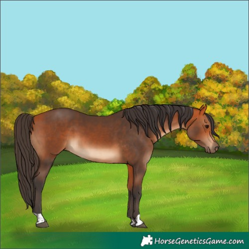 Horse Color:Bay  and Bay 